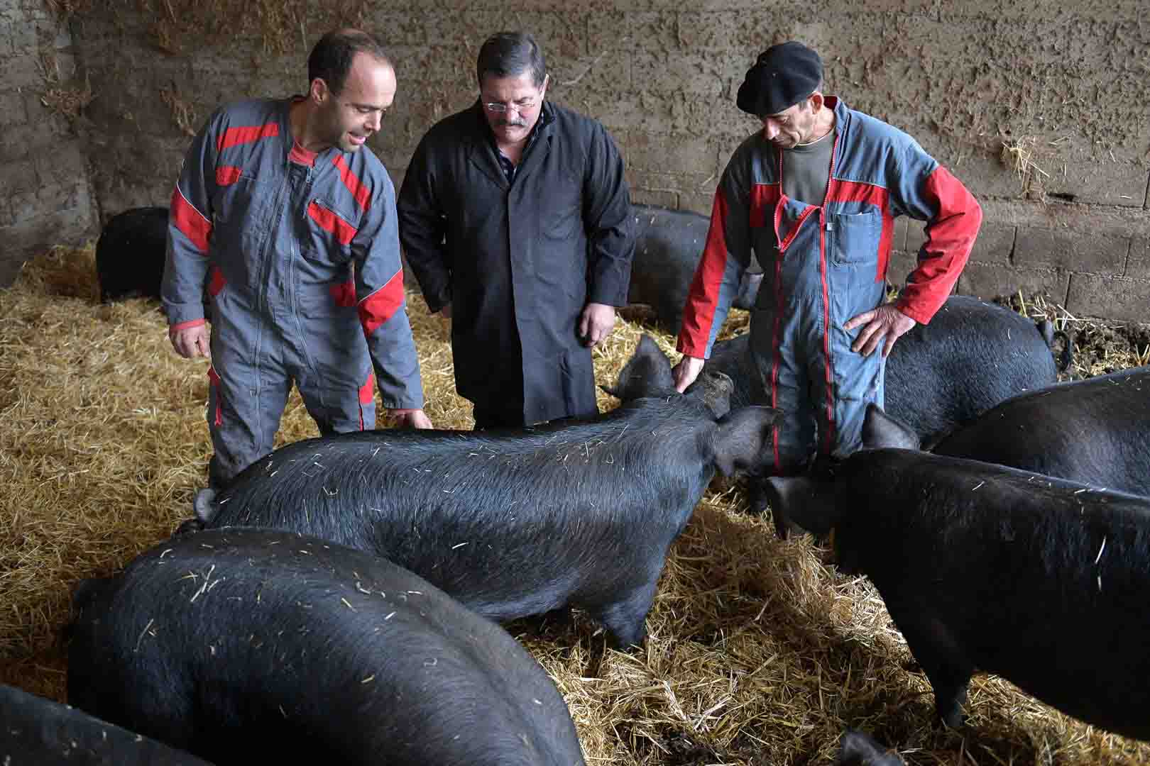 Eleveur de Porc - Sélection - Aveyron - Maison Conquet