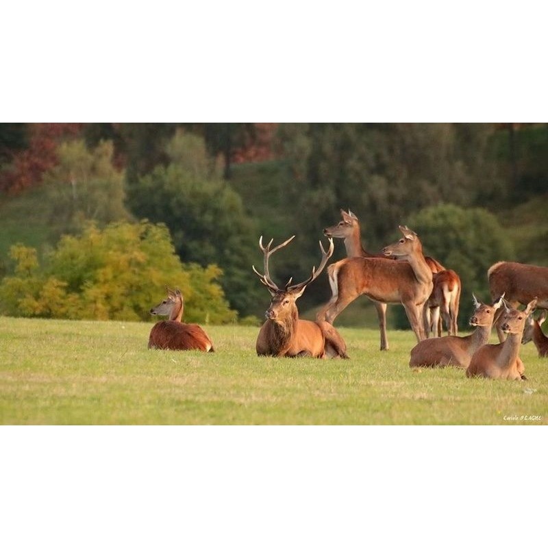 Pavé de Cuissot de Cerf par 2
