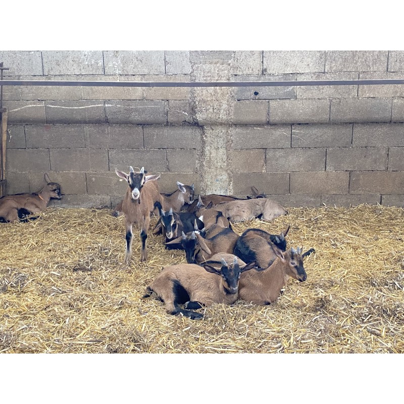 Chevreaux Ferme des Chèvres de Coubisou