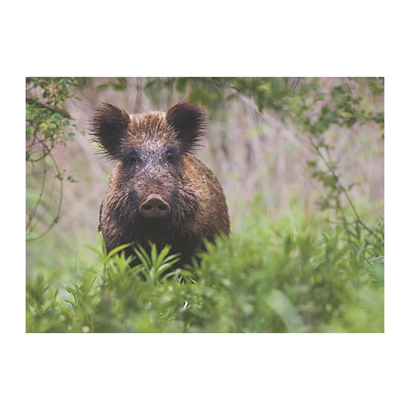 Sanglier entier sans couenne