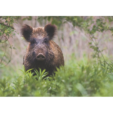 Sanglier entier sans couenne