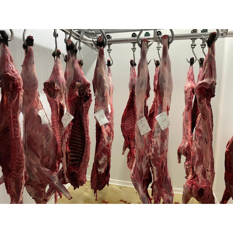 Sanglier entier sans couenne