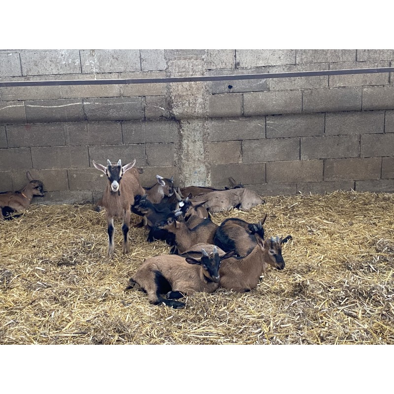 Chevreaux Ferme des Chèvres de Coubisou