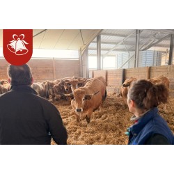 Véritable Boeuf de Pâques