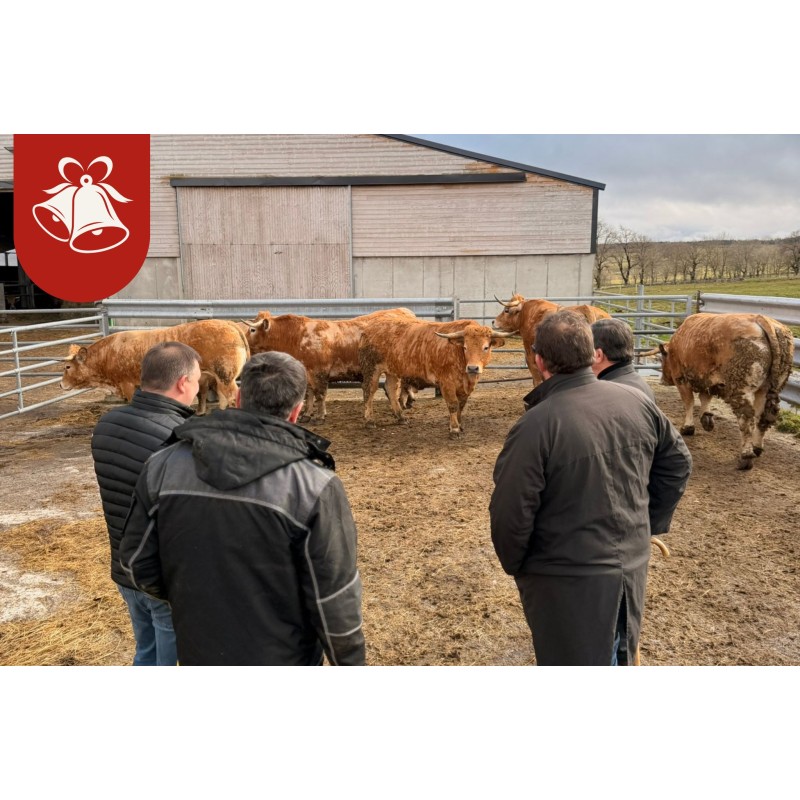 Véritable Boeuf de Pâques